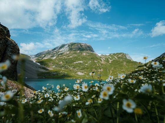 Mountain lake with wildflowers